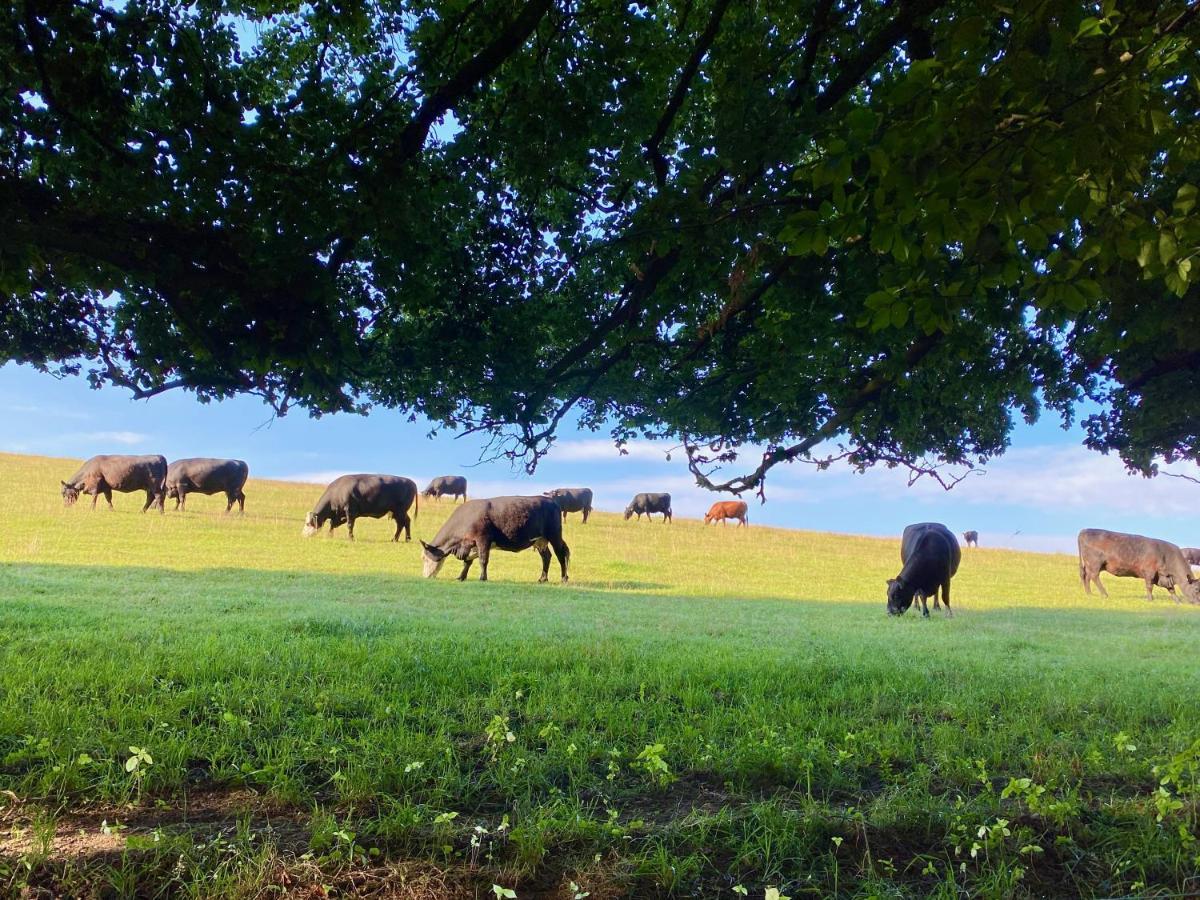 Haus Maria Isenburg - Naturpark Rhein-Westerwald Buitenkant foto